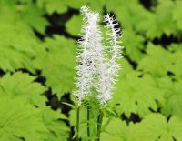 Lovely creamy white bottlebrush like flowers over soft pale green rosettes of foliage.
